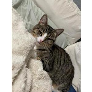 2nd Image of Tabby (Ta-bby), Lost Cat