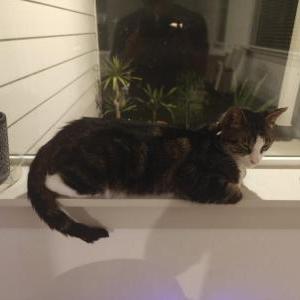 Lost Cat Fox