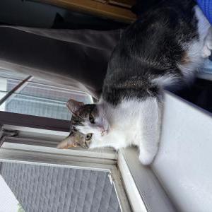 Lost Cat Gatsby