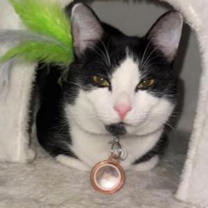 Lost Cat Diego