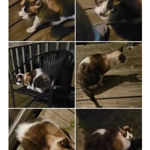 Image of snowshoe breed maybe, Found Cat