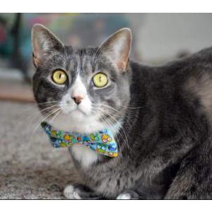 Lost Cat Dexter