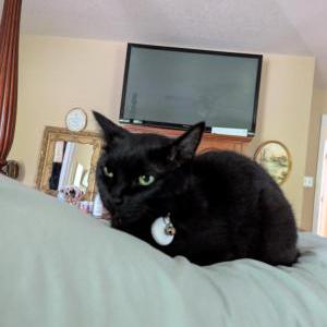 Lost Cat Ripley