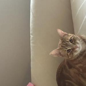 Lost Cat Leo