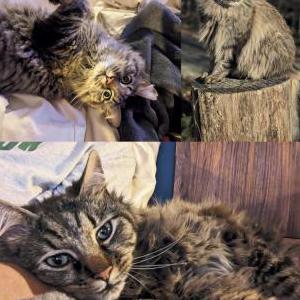 Image of Mitch, Lost Cat