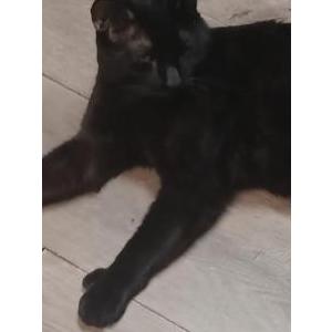 Lost Cat Thumbsy