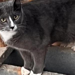 Lost Cat Evie