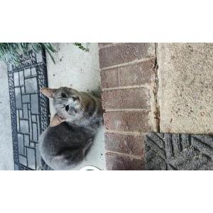 Found Cat Unknown