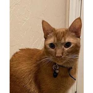 Lost Cat Weasley
