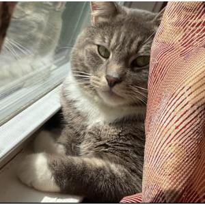 Lost Cat Toby