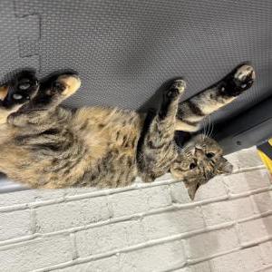 Lost Cat Murphy