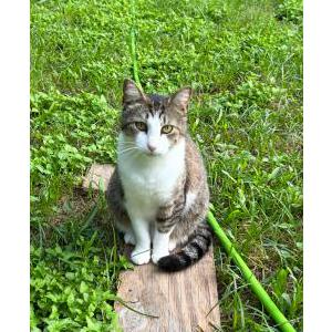 Lost Cat Socks