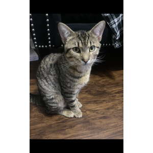 Image of Putin, Lost Cat
