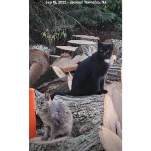 Lost Cat Motor