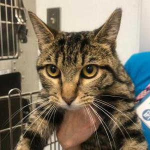 Lost Cat Tiger