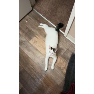 Lost Cat Mr. Me