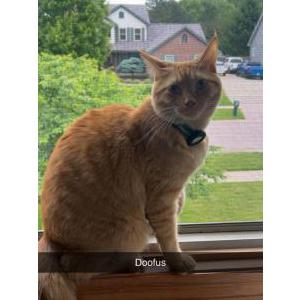 Lost Cat Hobbes