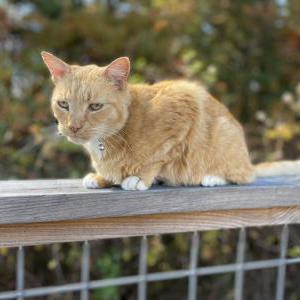 Lost Cat Loki
