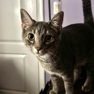 Lost Cat Rattle