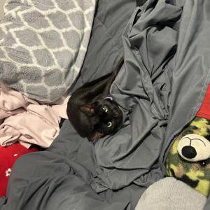 Found Cat Unknown