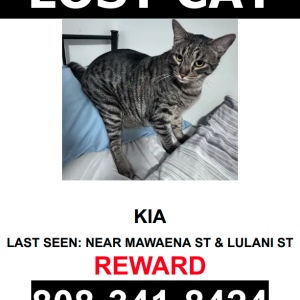 Lost Cat KIA