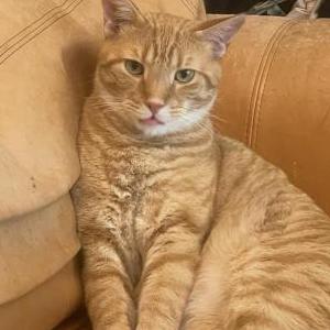 Lost Cat Otis