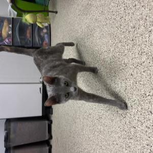 Lost Cat Shego
