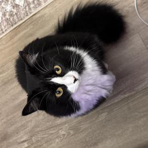 Lost Cat Coco