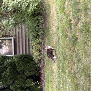 Image of Unknown, Found Cat