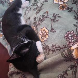 Lost Cat Xena