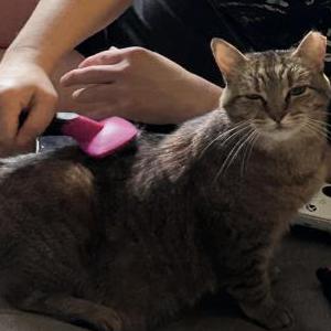 Lost Cat Harley