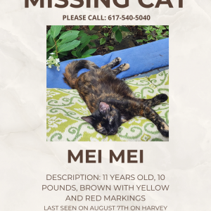 Lost Cat Mei Mei