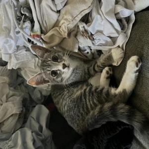 Image of Frieren, Lost Cat