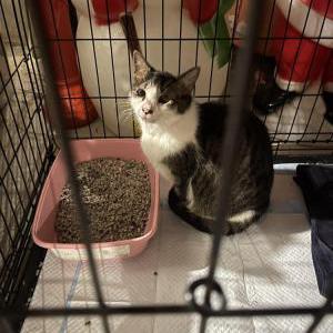 Found Cat Unknown