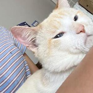 Lost Cat Snowball