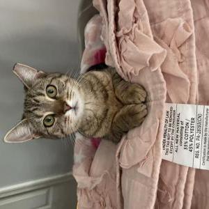 Lost Cat Little Kitty