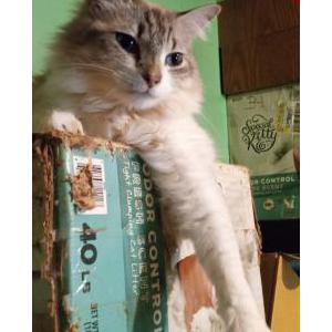 Image of Kaya, Lost Cat