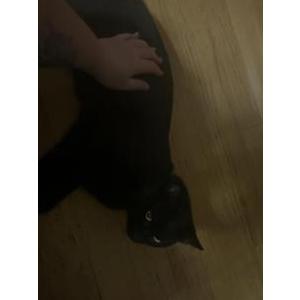 Image of Pippin, Lost Cat
