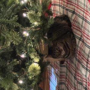 Image of Rocky, Lost Cat