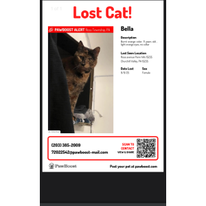 Lost Cat Bella