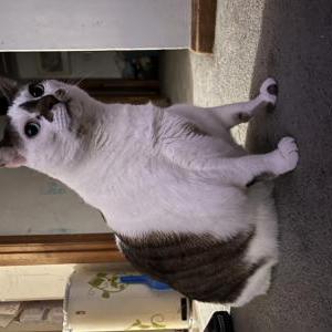 Lost Cat Noah