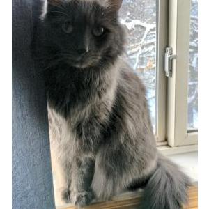 Lost Cat Theodore (Teddy)