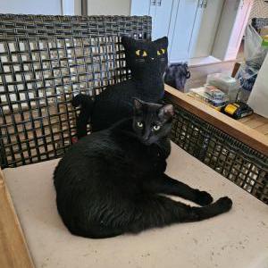Lost Cat Sirius