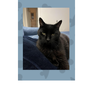 Image of Bruce, Lost Cat