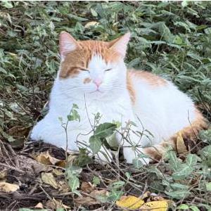 Found Cat Unknown