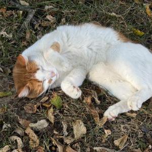 2nd Image of Unknown, Found Cat