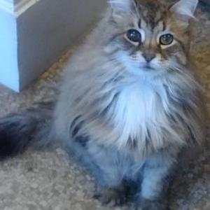 Image of Mumford, Lost Cat