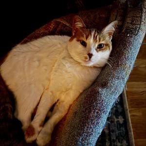 Lost Cat Princess