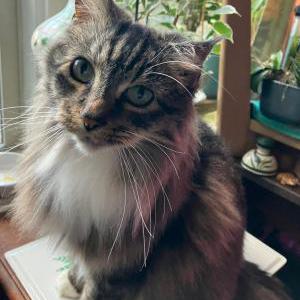 Lost Cat Turtle