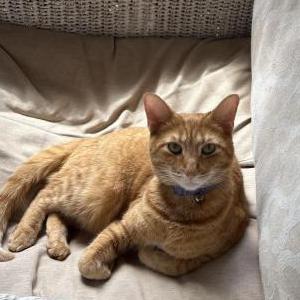 Lost Cat Caramel